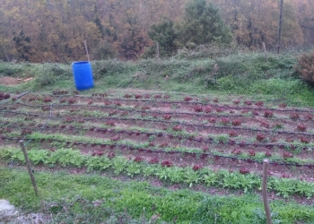 Una finca biodinàmica