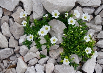 Rocalles i la vegetació en un jardí