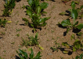 El PH de nuestro huerto o jardín