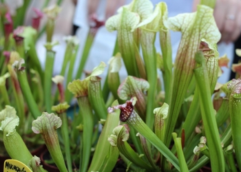 Plantas Insectívoras