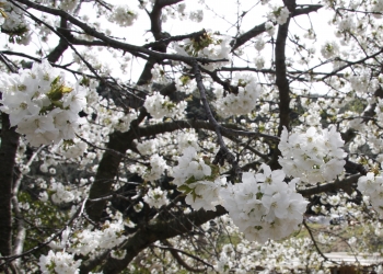 El Jardín Japonés, jardín zen.