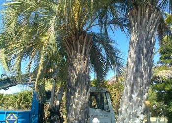 Debajo de una palmera hasta el 25 de Agosto